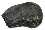 Fossil Whale Ear Bone - Miocene #99959-1